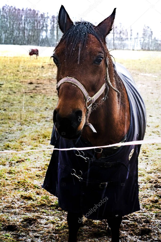 Close-up of a Bay horse grazing in a field