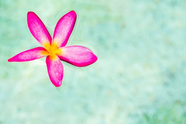 Jeden Tajski Plumeria Różowe Kwiaty Piasku Wody Tła — Zdjęcie stockowe