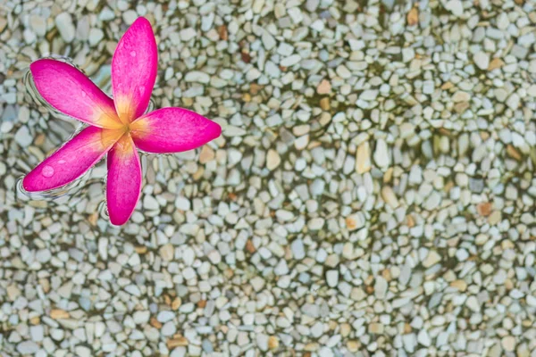 Tailandês Flores Plumeria Rosa Com Fundo Areia Água — Fotografia de Stock