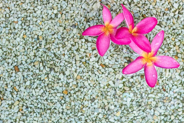 一个泰国粉红色的羽状花与沙子和水背景 — 图库照片