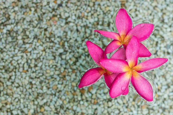 Una Plumeria Rosa Tailandesa Flores Con Arena Fondo Agua —  Fotos de Stock