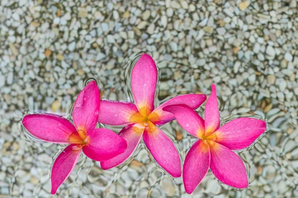 Tres Flores Plumeria Rosa Tailandesa Con Arena Fondo Agua —  Fotos de Stock