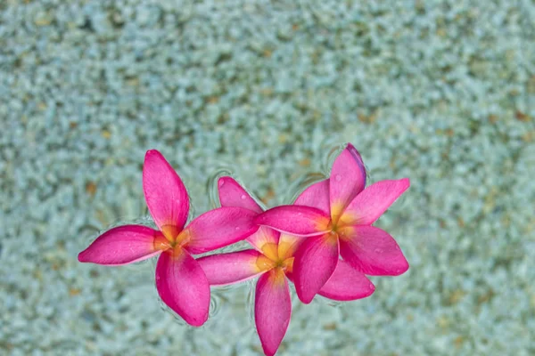 Três Flores Plumeria Rosa Tailandesa Com Fundo Areia Água — Fotografia de Stock