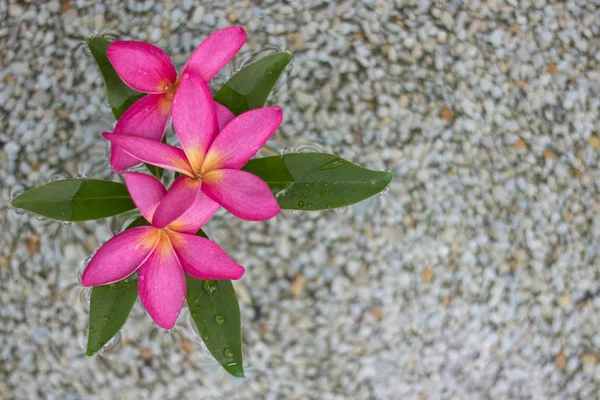 Thai Trzy Różowe Kwiaty Plumeria Piasku Wody Tła — Zdjęcie stockowe
