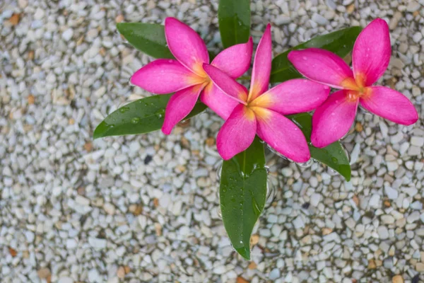 Thai Trzy Różowe Kwiaty Plumeria Piasku Wody Tła — Zdjęcie stockowe