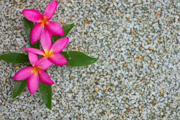 Tres Flores Plumeria Rosa Tailandesa Con Arena Fondo Agua —  Fotos de Stock