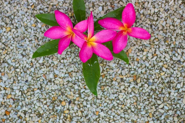 Tres Flores Plumeria Rosa Tailandesa Con Arena Fondo Agua —  Fotos de Stock