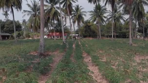 Luftaufnahme von landwirtschaftlichen Obstfeldern und Acerola-Hainen, Kokospalmen und landwirtschaftlichen Gebäuden — Stockvideo