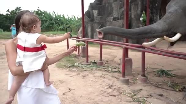 Vídeo em HD de um elefante. Fechamento de um elefante. Mãe e filha alimentam o elefante banana — Vídeo de Stock