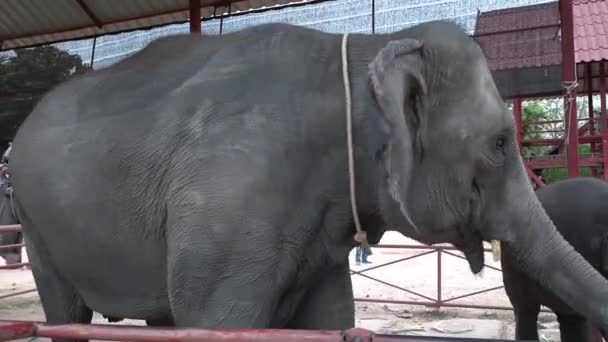 Vidéo HD d un éléphant sur la plage. Gros plan d'un éléphant .