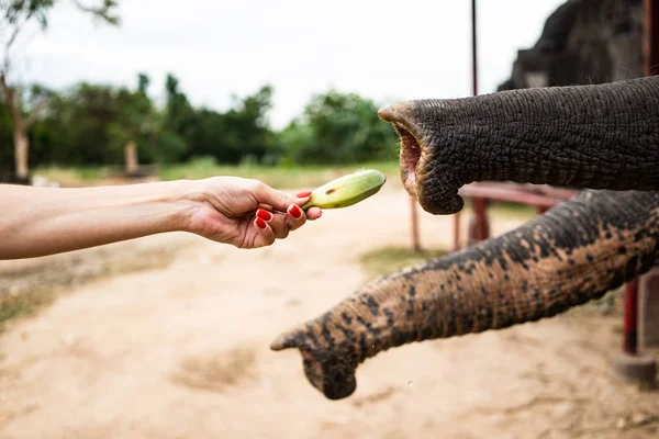 El ile besleme fil için muz. İnsanlar el akışına muz park hayvanat bahçesi fil bagajda. paylaşım ve sevgi. — Stok fotoğraf