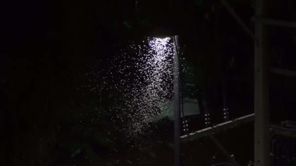 Insekten kreisen nachts unter Laternenpfählen. Glühwürmchen unter der Laterne — Stockvideo