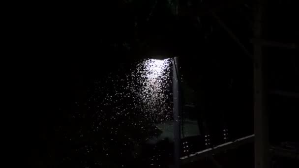 昆虫在夜间在灯笼柱下盘旋。灯笼下的萤火虫 — 图库视频影像