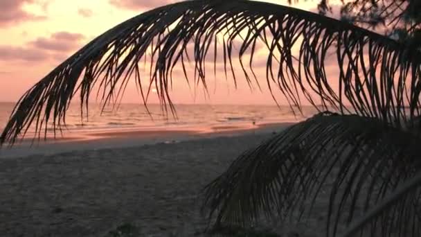 Hermosa puesta de sol rosa sobre el mar en la playa con hojas de palma, fondo — Vídeos de Stock