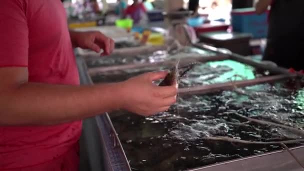 O homem escolhe camarão fresco no mercado. macho surpreso camarão grande . — Vídeo de Stock