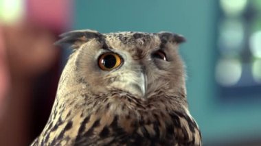 Güzel baykuş kapatın. Baykuş gözleri. Arka plan