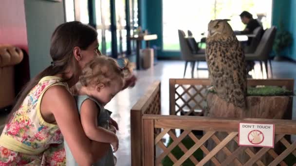 A mãe mostra uma coruja ao bebé. bebê acaricia uma coruja — Vídeo de Stock