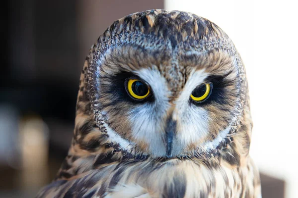 Beautiful Owl close up. Owl eyes. Background