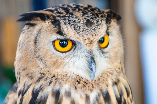 Beautiful Owl close up. Owl eyes. Background — Stock Photo, Image