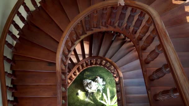 Hembra en un vestido rosa baja y sube una escalera redonda con vegetación y una fuente. 4k — Vídeo de stock