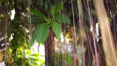 Kahverengi uzun hava kökleri büyük Hint banyan ağacı güneş ve Rüzgar sarkıyordu. Sarı meyve and Bokeh, bulanık kopya alanı ile yeşil yaprakları.