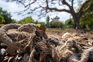 arka plan ip ağaçlar deniz kıyısı kasvetli yeşil.