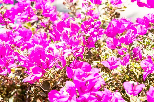 Pequeñas flores rosadas en flor. Primer plano de pequeñas flores rosadas en flor . —  Fotos de Stock