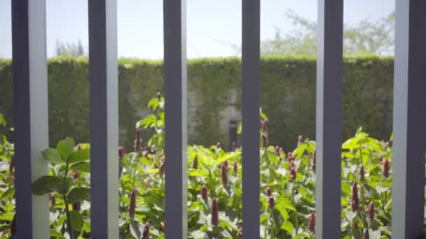 パノラマ ビューの窓、スローモーションの背後にあるタイの庭の赤い花コスタス woodsonii の背景イメージ. — ストック動画