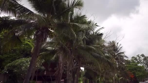 緑のヤシの木と曇り雨の空, タイ. — ストック動画