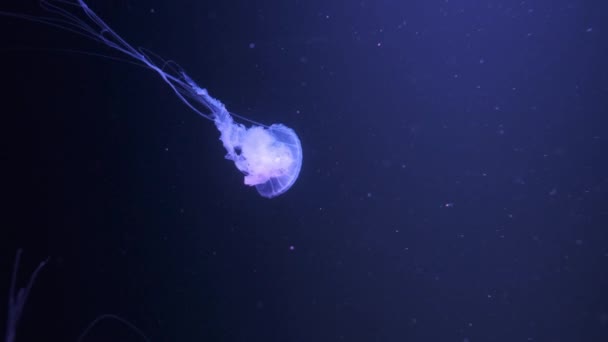 Medusas fluorescentes nadando en una piscina de acuario. medusas transparentes bajo el agua con una medusa brillante. medusas natación lazo púrpura — Vídeos de Stock