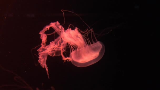 Méduses fluorescentes nageant dans une piscine d'aquarium. méduses transparentes injections sous-marines avec une méduse rougeoyante. Boucle de natation méduses rouge — Video