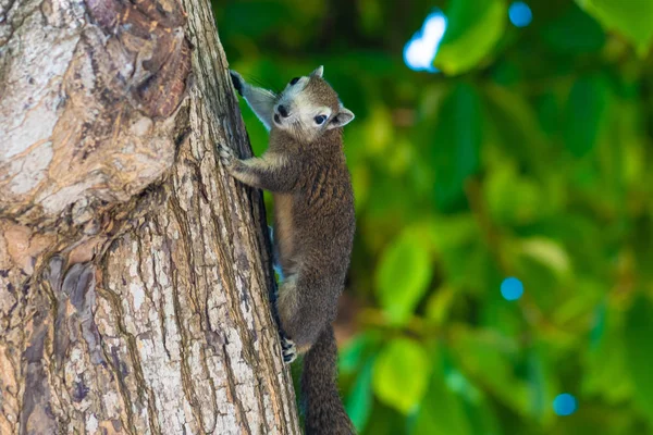 Esquilo numa árvore. A fotografia mostra um esquilo em uma árvore — Fotografia de Stock