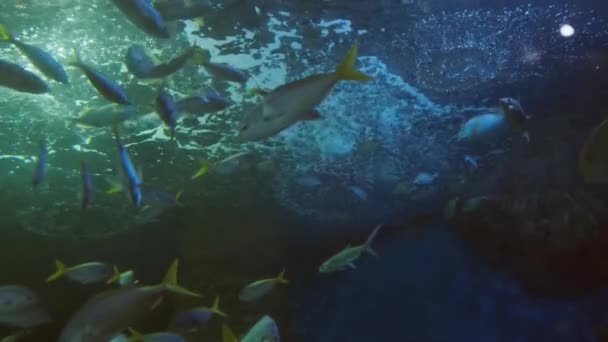 Fermer de beaux poissons dans l'aquarium. Sur la décoration des plantes aquatiques fond . — Video
