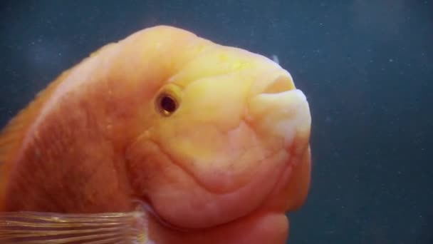 Tropische vissen in aquarium. Close View van tropische vissen in het aquarium. — Stockvideo