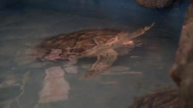 Akvaryumda deniz kaplumbağası. Sualtı çekimi.