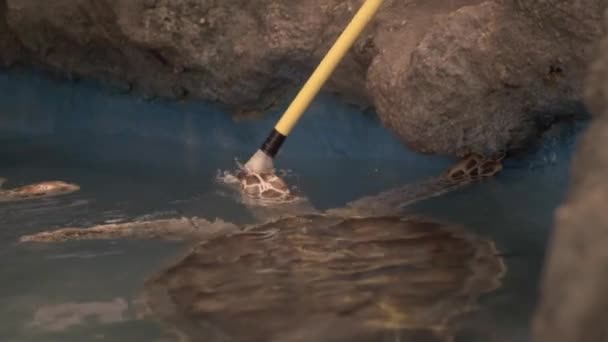 수족관에서 바다 거북. 수중 촬영. — 비디오