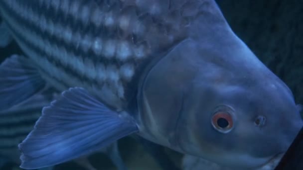 Cerca de hermosos peces en el acuario. Sobre la decoración de plantas acuáticas fondo . — Vídeo de stock