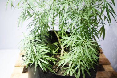 Kenevir bitkisinin yeşil yaprakları. Bir kenevir esrar bitkiyeşil yaprakları.