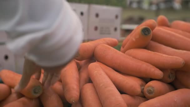 Mani delle donne che scelgono la carota al supermercato . — Video Stock