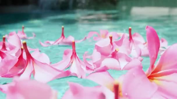 Tropical flowers frangipani plumeria, Leelawadee floating in the water. The spa pool. Peace and tranquility. — Stock Video