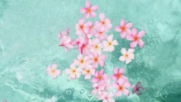 Tropical flowers frangipani plumeria, Leelawadee floating in the water. The spa pool. Peace and tranquility. — Stock Video