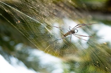 Örümcek Web üzerinde. Yeşil bulanık arka plan ile Web üzerinde kahverengi Avrupa Bahçe örümcek