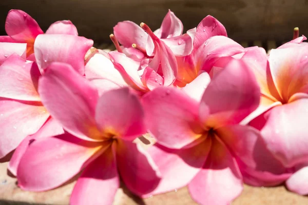 Тропические цветы frangipani plumeria, Leelawadee. В спа. Мир и спокойствие . — стоковое фото