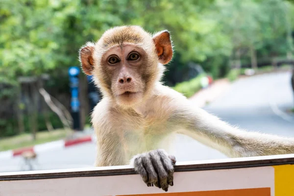 monkey. The concept of animals in the zoo. Pattaya Zoo, Thailand