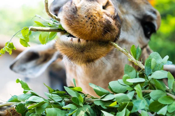 Жираф. Делает смешное лицо, когда жует. Концепция животных в зоопарке. Паттайский зоопарк — стоковое фото