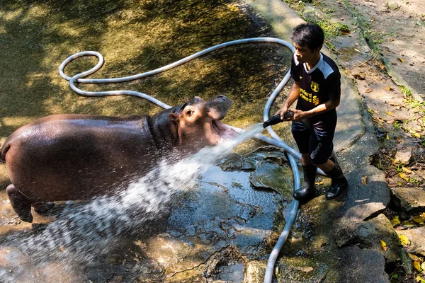 Паттайя, Таїланд-14 травня 2019: Бегемот в зоопарку. Бегемота мити з шланга. — стокове фото