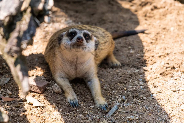 Doce mangusto. O conceito de animais no zoológico. Zoológico de Pattaya, Tailândia . — Fotografia de Stock