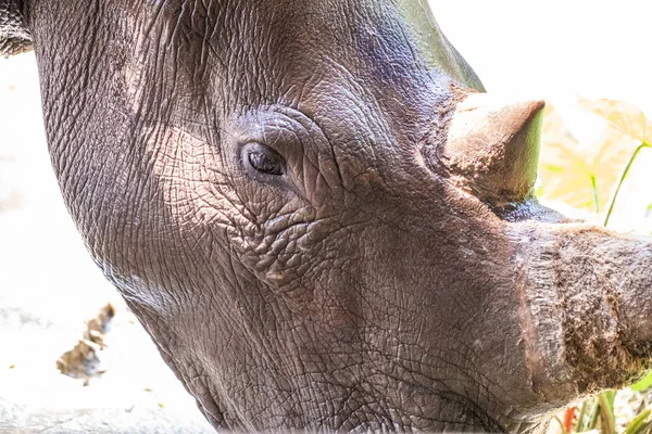 Portré aranyos férfi bika Rhino vagy Rhinoceros. Az állatok fogalma az állatkertben. Pattaya Zoo, Thaiföld — Stock Fotó