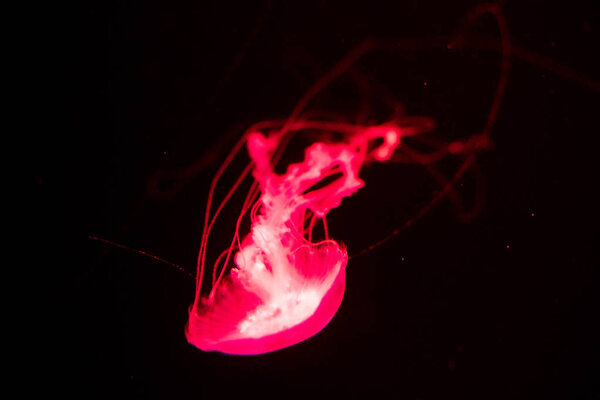 background of a glowing red color jellyfish slowly floating in the dark aquarium water.