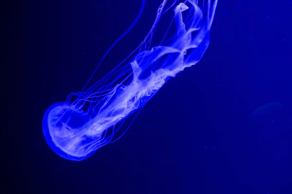 Medusas fluorescentes nadando en una piscina de acuario. medusas transparentes bajo el agua con una medusa brillante. medusas natación lazo púrpura — Foto de Stock